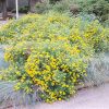Goldfinger Potentilla #5 - Image 2